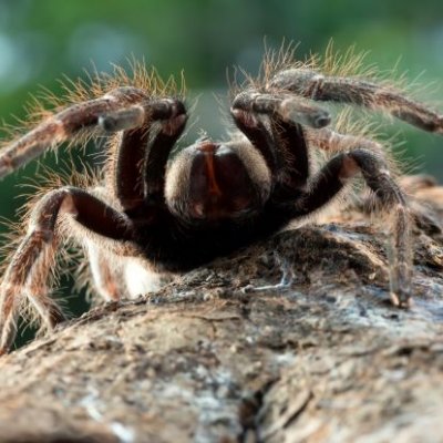 A large brown hairy spider sits atop a rock at close range to the viewer.